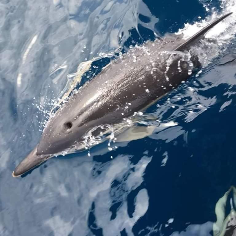 Balade à la rencontre des dauphins - Sortie de pêche en mer à Capbreton avec Cap Pêche Loisirs